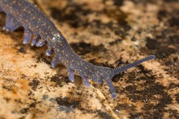 Media type: image;   Invertebrate Zoology 144608